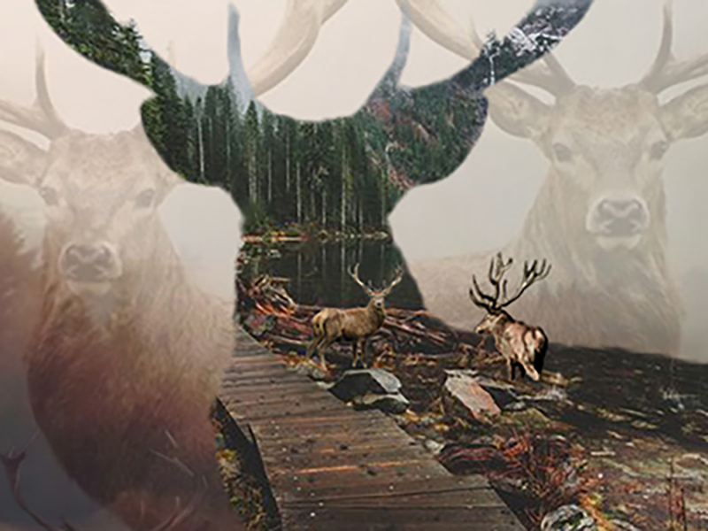 Wounded Deer
